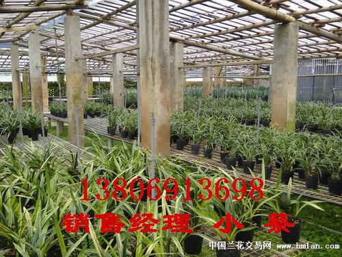 桃红荷瓣的最后一朵花 花谢之后，生命仍在续写